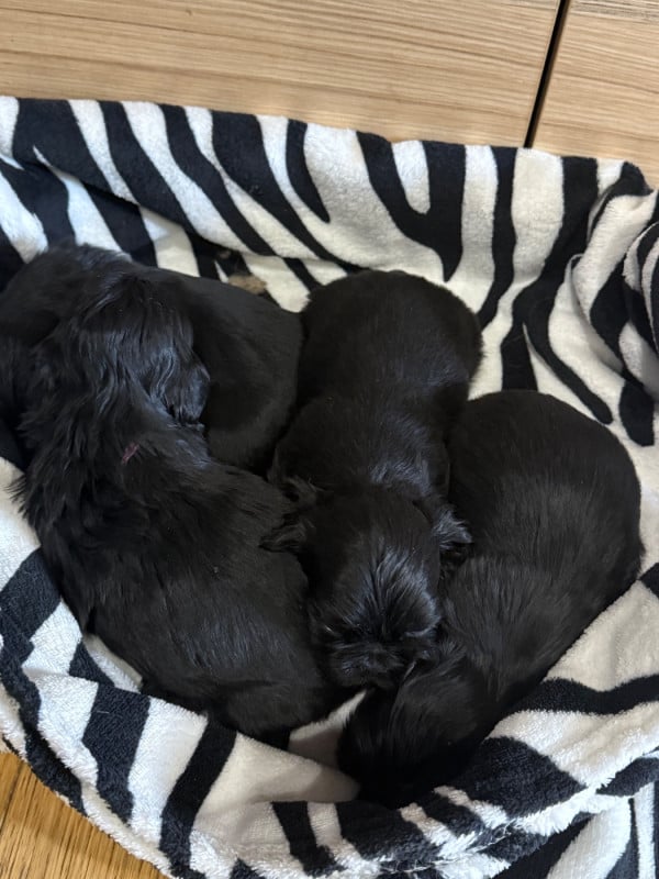 Shih Tzu - Des Canailles De Boubou