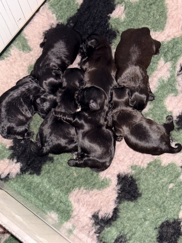 Shih Tzu - Des Canailles De Boubou