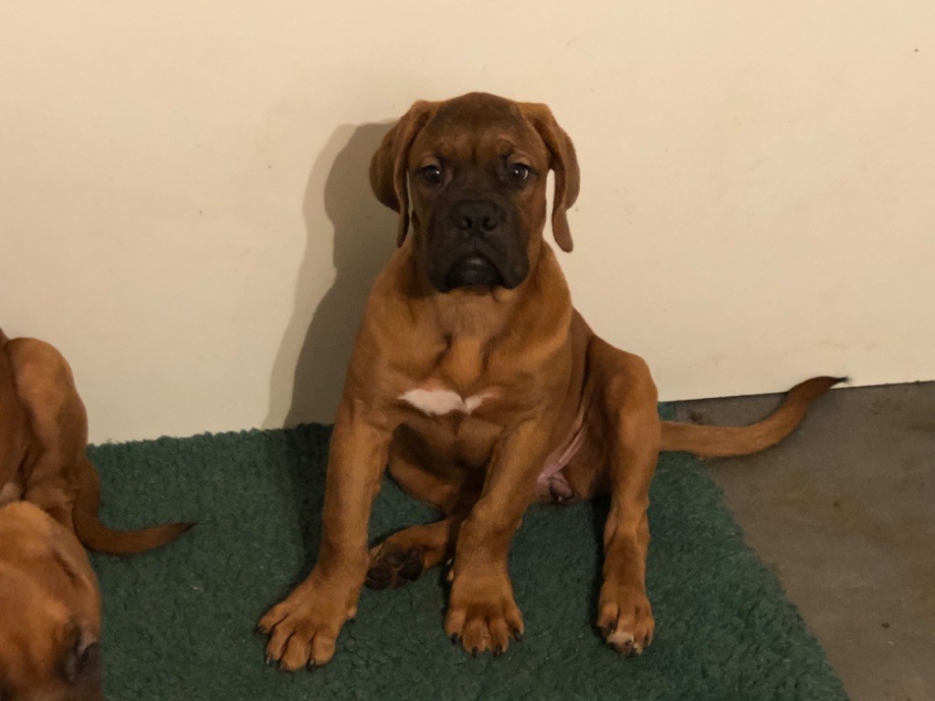 chiot Dogue de Bordeaux Des Canailles De Boubou