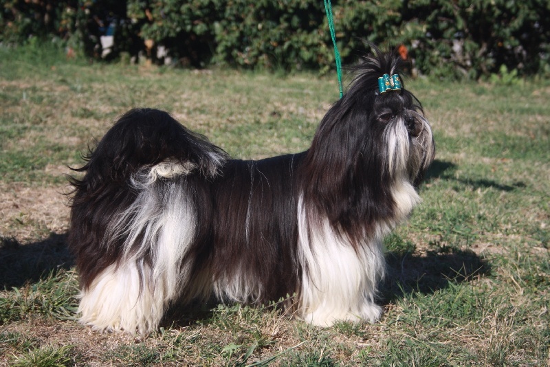 Haldo du Clos Noentine - 4 eme TB