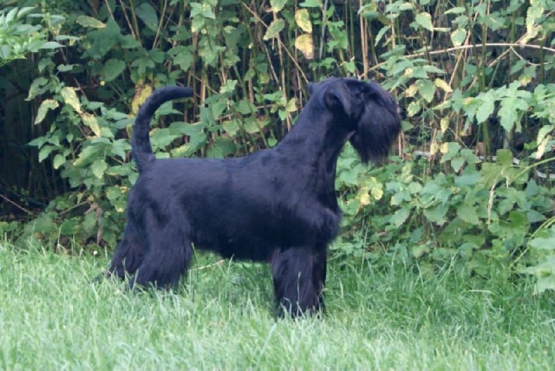 Publication : De Voxanoire