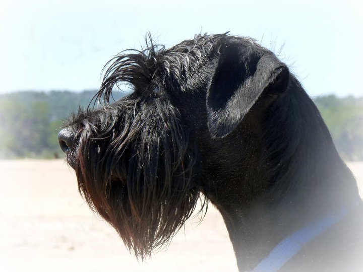 Publication : De Voxanoire