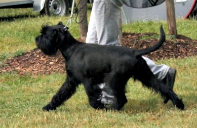 For you too (dite chloe) Coeur De Masai - CAC