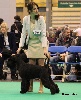 CH. Ilko for me De Voxanoire - VHC (very highly commended, 5ème/14), open class