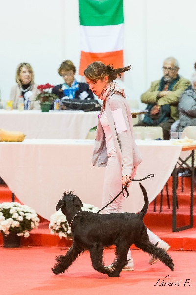 For you too (dite chloe) Coeur De Masai - CAC, CACIB, BOB