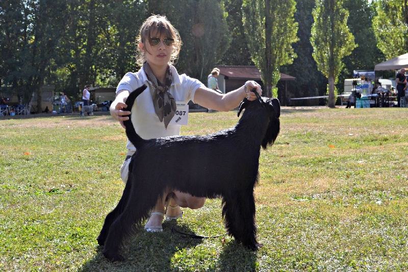 For you too (dite chloe) Coeur De Masai - 1er EXCELLENT, CAC