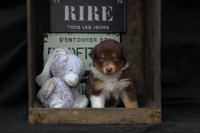 Les chiots de Berger Australien