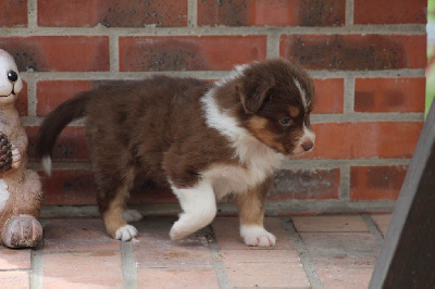 Les chiots de Berger Australien