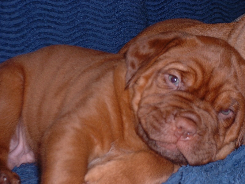 Tarquin-c (Sans Affixe)