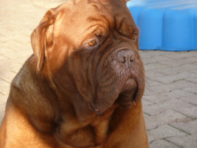 Tarquin-c (Sans Affixe)