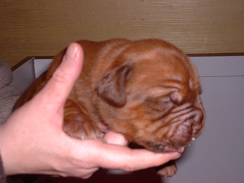 Tarquin-c (Sans Affixe)