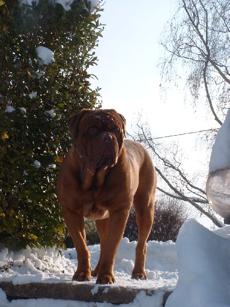 Tarquin-c (Sans Affixe)