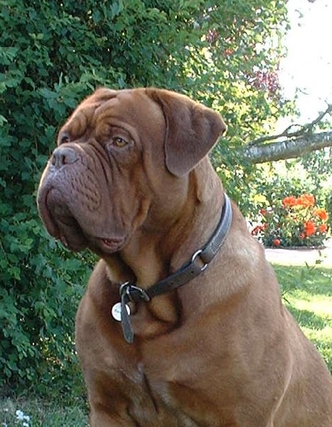 Tarquin-c (Sans Affixe)