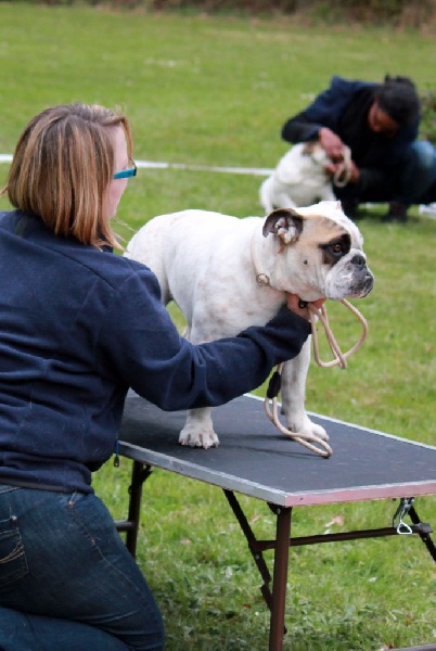 Josefine pretty nougatine Avenir D'Arar - TRES PROMETTEUR
