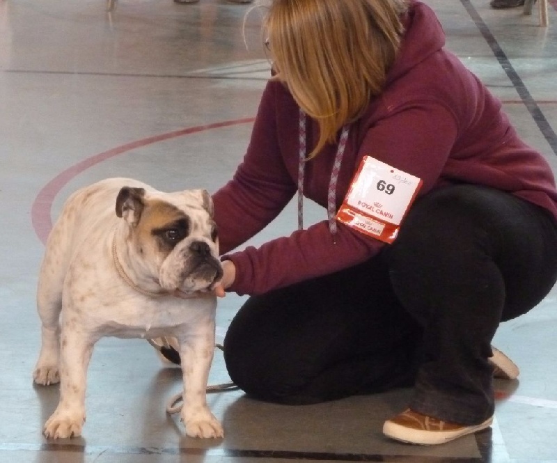 Josefine pretty nougatine Avenir D'Arar - PROMETTEUR