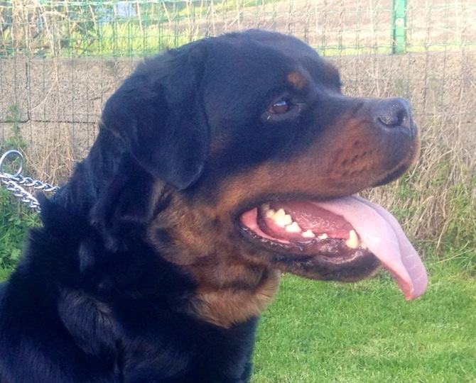 Publication : des templiers d'orka Auteur : M MOUCHON.L