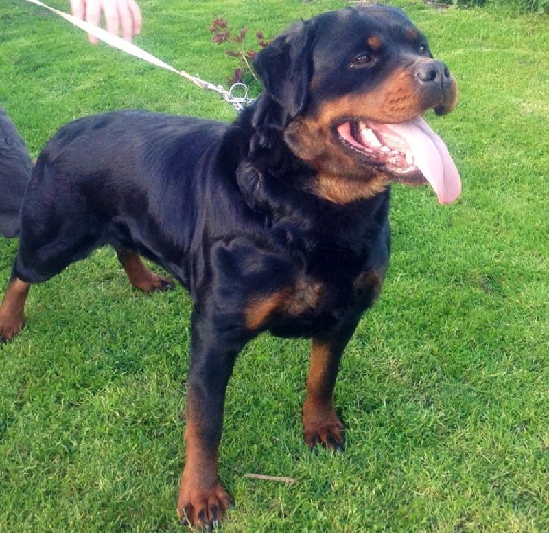 Publication : des templiers d'orka Auteur : M MOUCHON.L