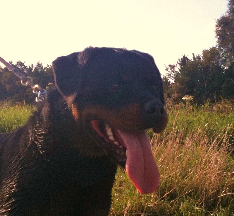 Publication : des templiers d'orka Auteur : M MOUCHON.L