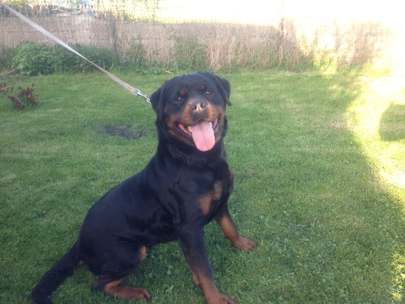 Publication : des templiers d'orka Auteur : M MOUCHON.L