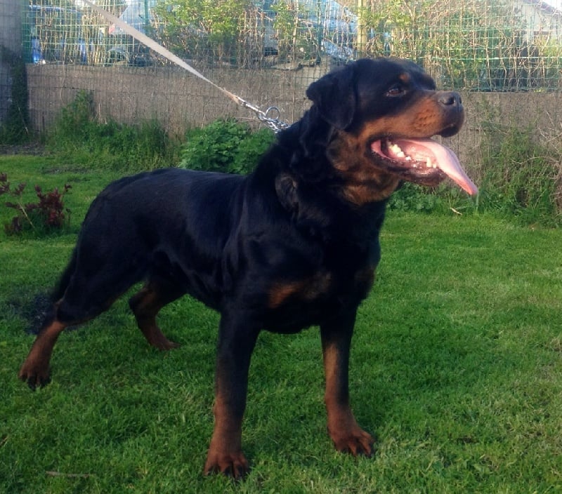 Publication : des templiers d'orka Auteur : M MOUCHON.L