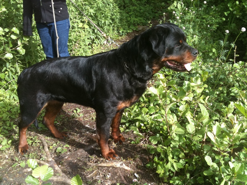 Publication : des templiers d'orka Auteur : M MOUCHON.L