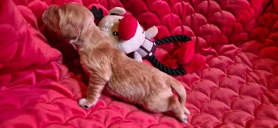 Les chiots de Cocker Spaniel Anglais