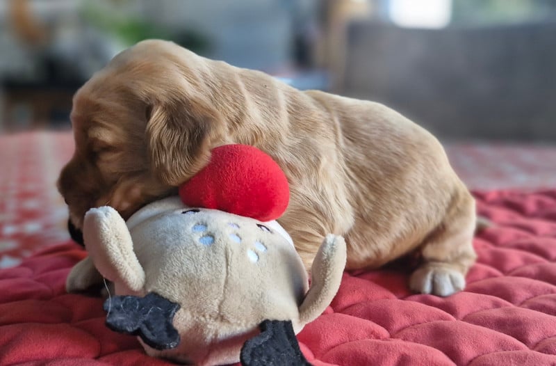 Cocker Spaniel Anglais - De kerfeuil