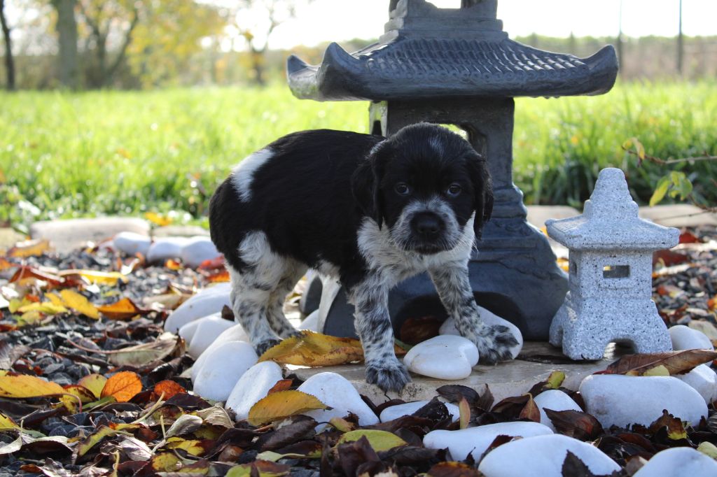 Chiot Epagneul Breton, Romance, femelle disponible en