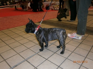 Gaïa-repossi de la Vallée de d'Artagnan - très prometteur