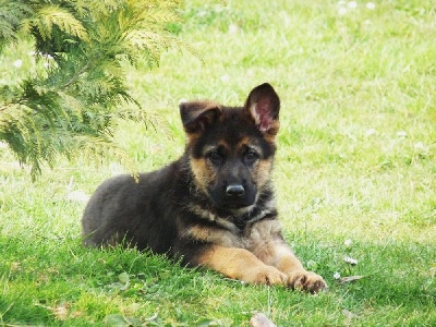 Accueil Elevage Des Loups De Latlas Eleveur De Chiens