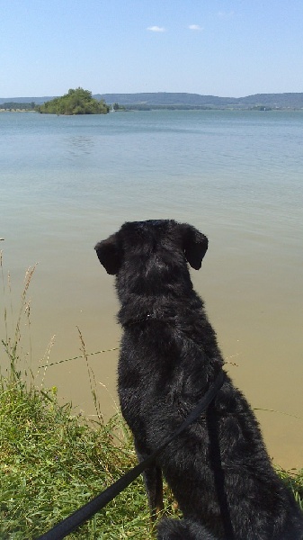 Publication : De La Terre Des Lions Auteur : Margyl Himbert