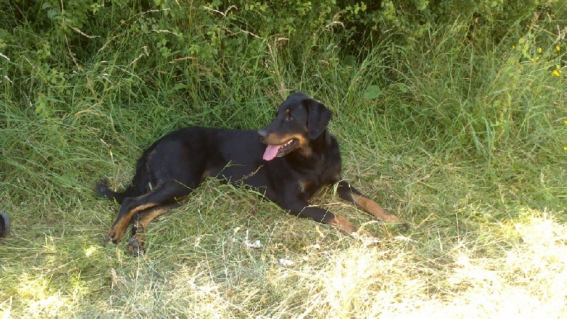 Publication : De La Terre Des Lions Auteur : Margyl Himbert