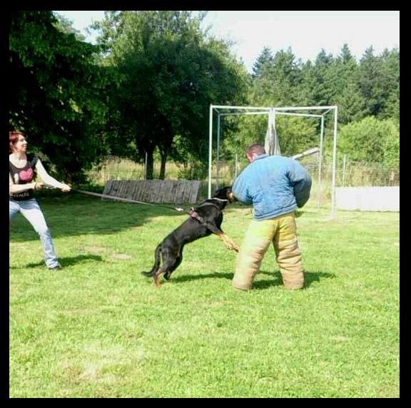 Publication : De La Terre Des Lions Auteur : Margyl Himbert