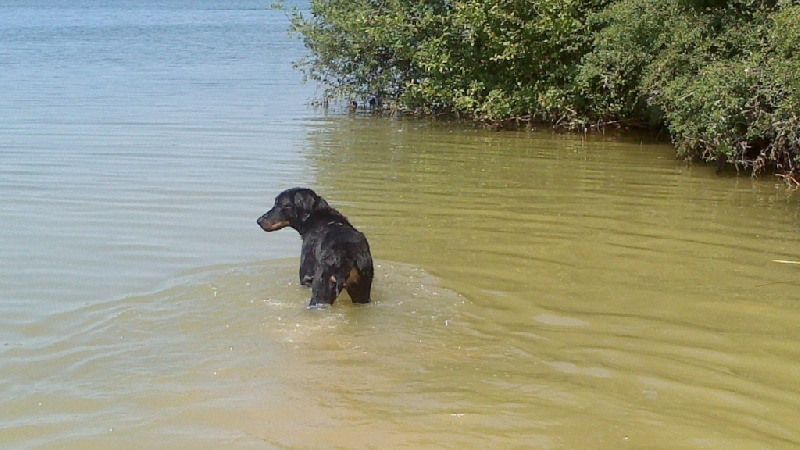 Publication : De La Terre Des Lions Auteur : Margyl Himbert
