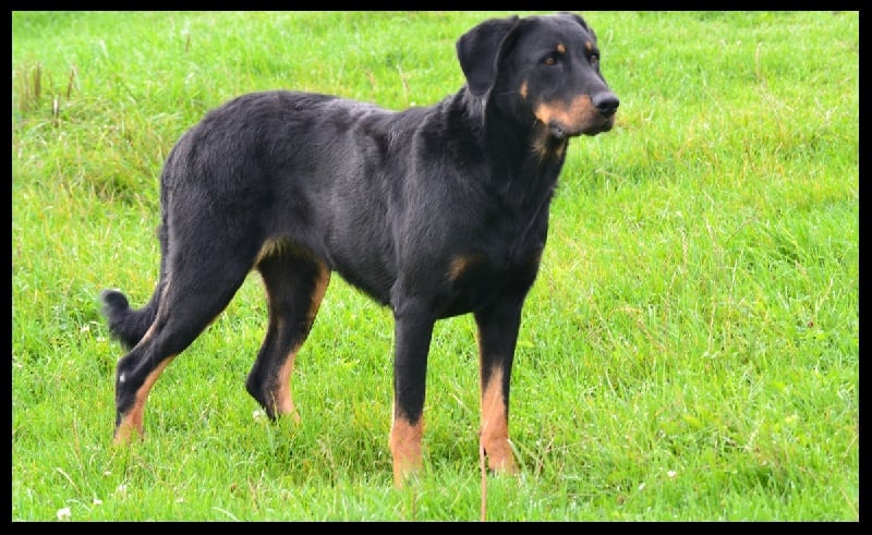 Felicita des Sentinelles du Val Perdu - EXC / EXC cotation3