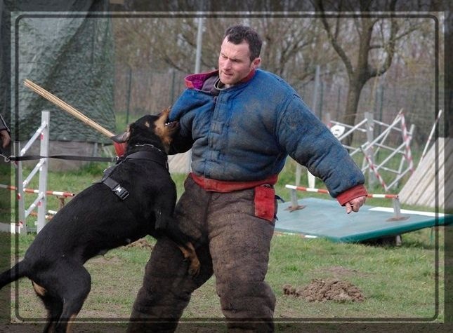 Felicita des Sentinelles du Val Perdu - BREVET RING