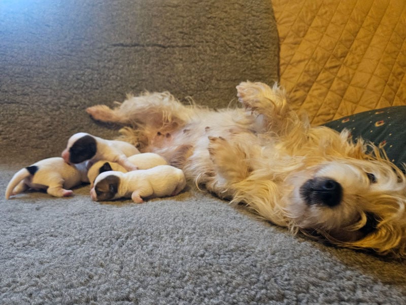 Jack Russell Terrier - The Magnificent Fox Hunter