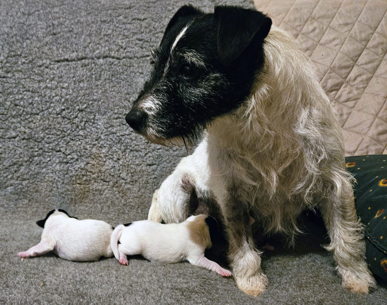 Parson Russell Terrier - The Magnificent Fox Hunter