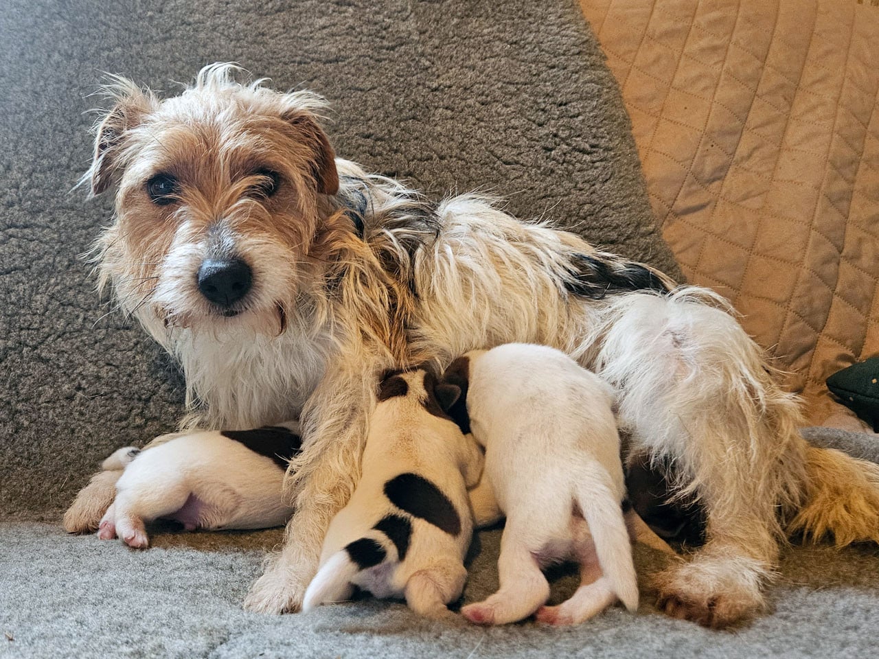 Parson Russell Terrier - The Magnificent Fox Hunter