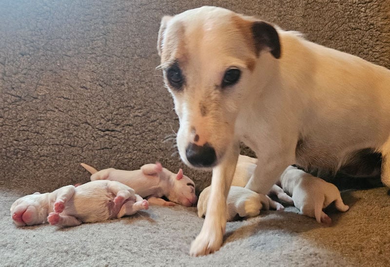 Parson Russell Terrier - The Magnificent Fox Hunter