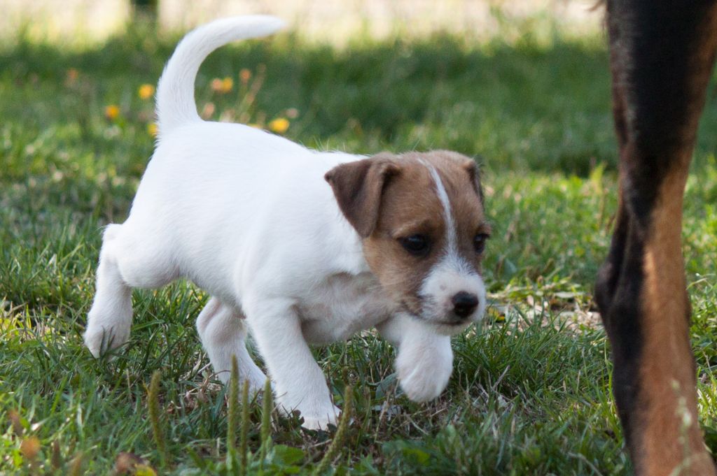 Chiot Parson Russell Terrier, 5 Ricky, mâle disponible en CentreVal de Loire, 28 Eure et Loir