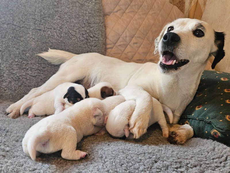 Jack Russell Terrier - The Magnificent Fox Hunter