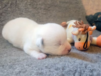 Les chiots de Jack Russell Terrier