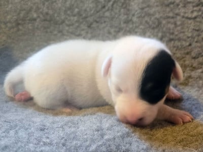 Les chiots de Jack Russell Terrier