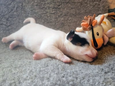 Les chiots de Jack Russell Terrier