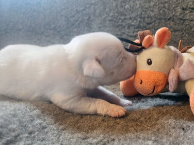 Les chiots de Jack Russell Terrier