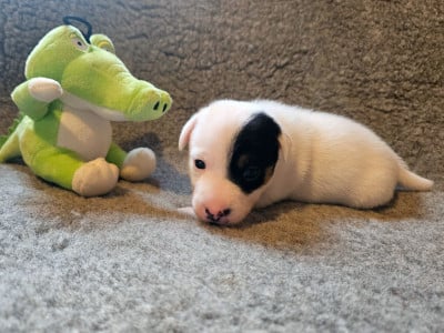 Les chiots de Jack Russell Terrier