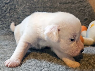 Les chiots de Jack Russell Terrier