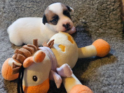 Les chiots de Jack Russell Terrier