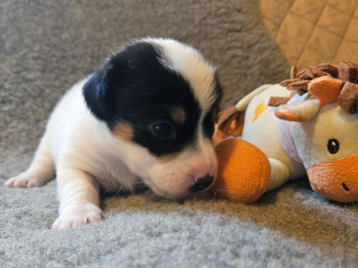 Les chiots de Jack Russell Terrier